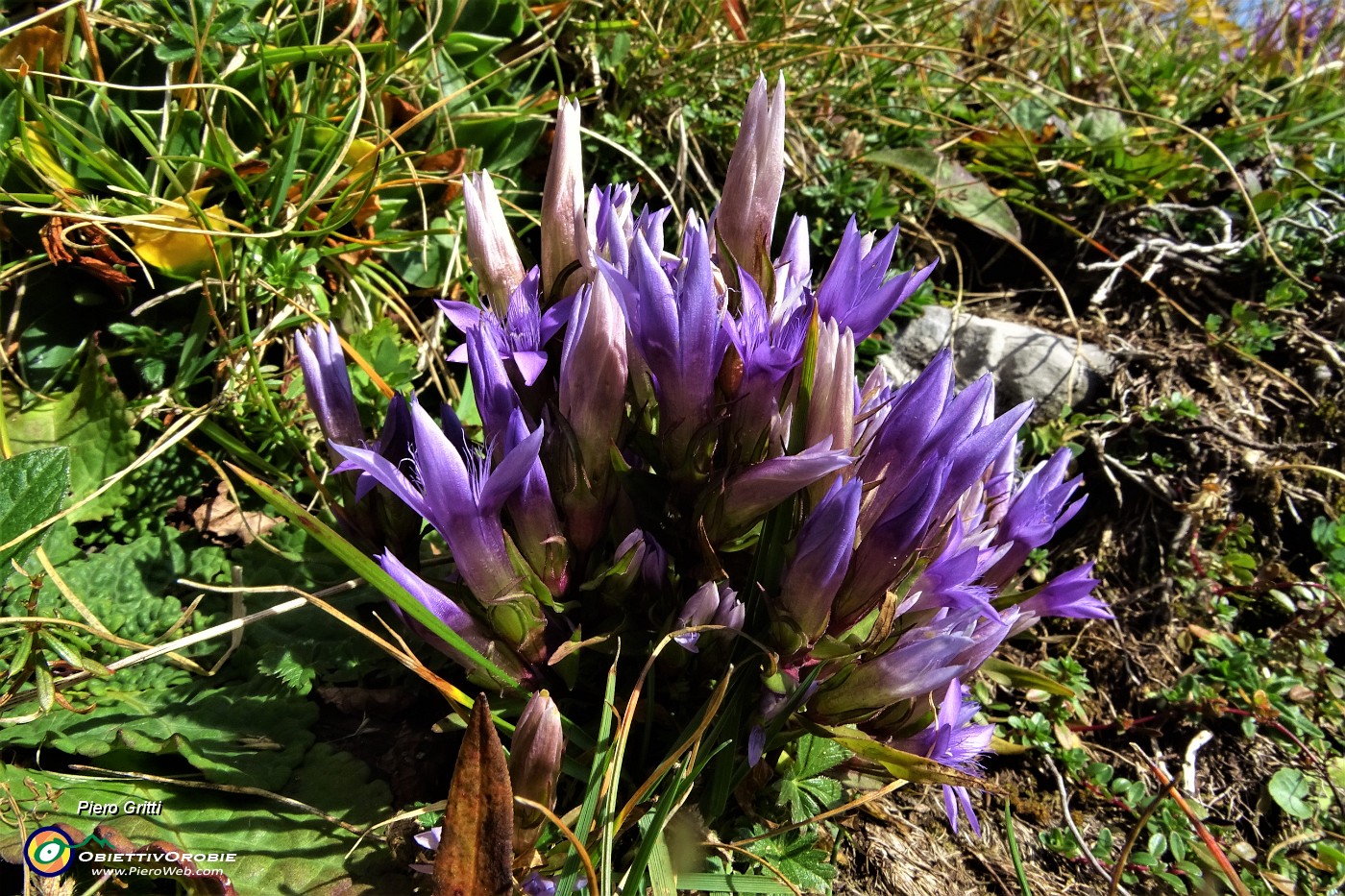 58 Gentiana anisodonta ramosa.JPG